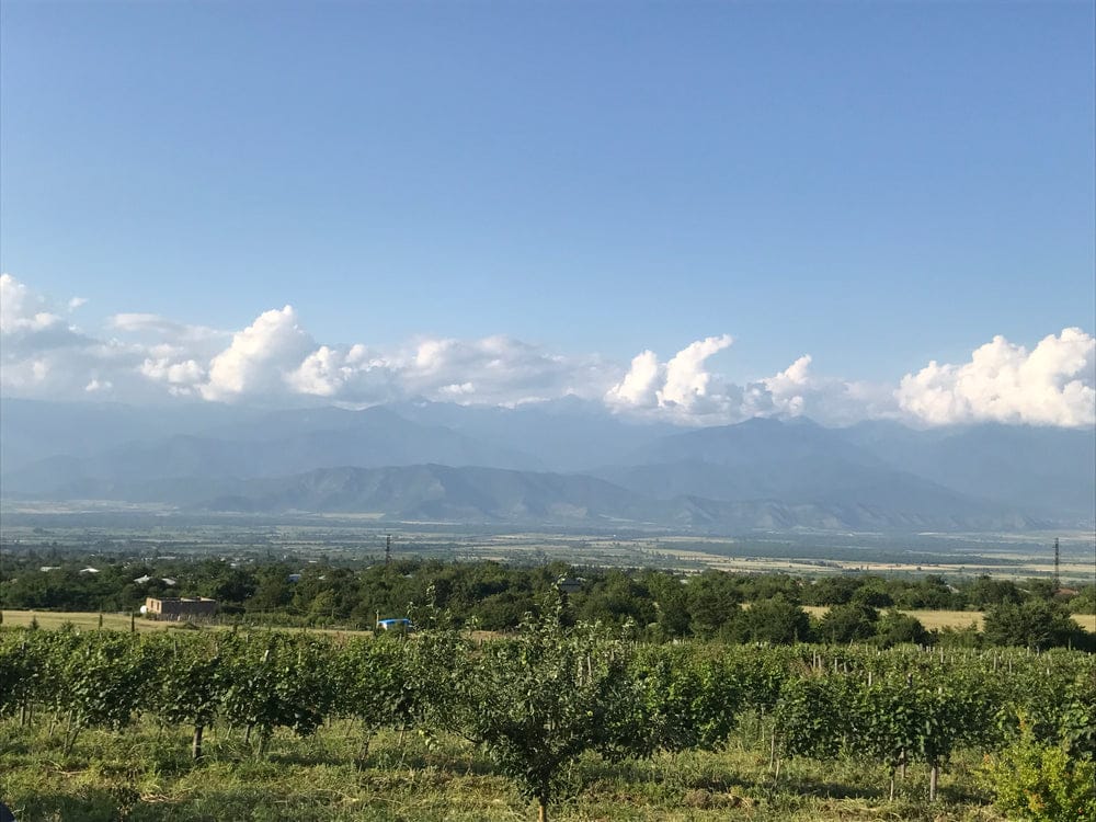 Vineyard rows beneath the mountains